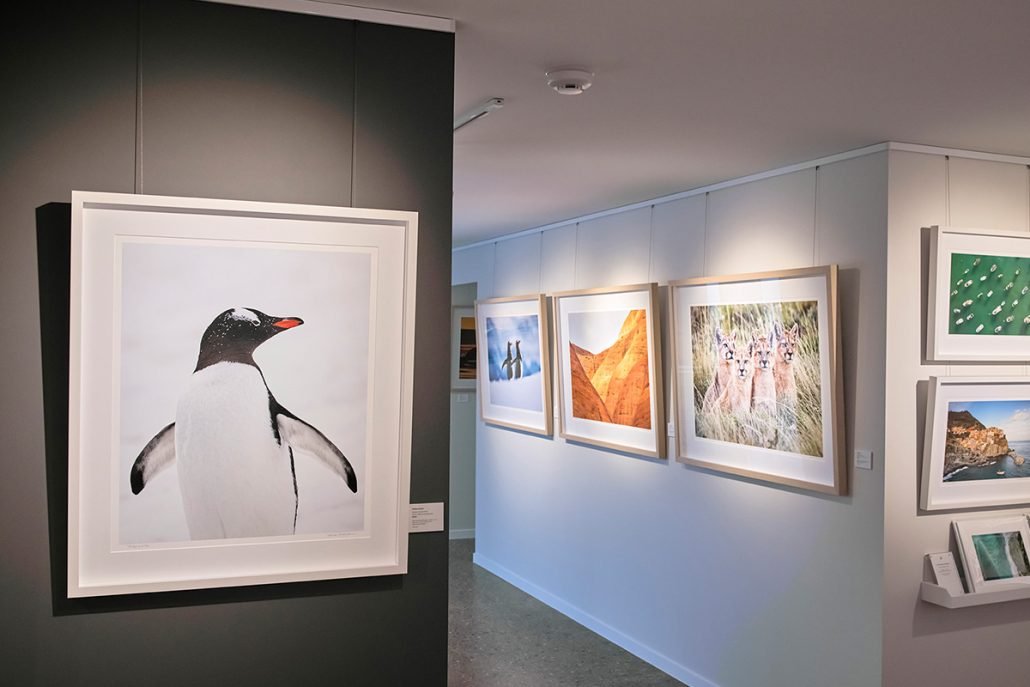 Wayne Sorensen Gallery